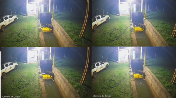 Vídeo mostra momento em que onça-pintada é retirada de canal