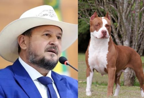 PL de Cattani propõe proibição total de pitbulls em MT