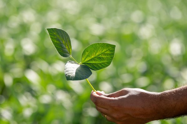 Vazio Sanitário da soja começa em Mato Grosso e segue até setembro