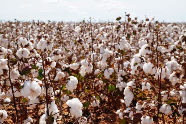 Mato Grosso projeta recorde de produtividade do algodão