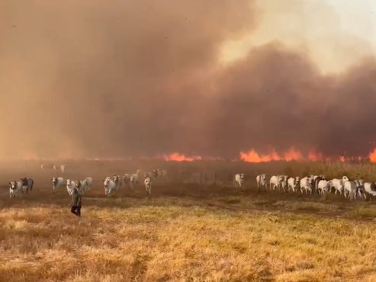 Gado e trabalhadores correm de incêndio em fazenda de Jangada