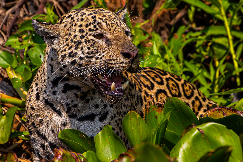 Com voz de Fernanda Torres, filme sobre onças do Pantanal de MT estreia em SP